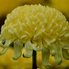 Chrysanthemum Perennial Flowers 200 PCS Seeds