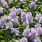 Bluebells Mixture Wood Hyacinth Mix Hyacinthoides Hispanica 100 PCS Seeds