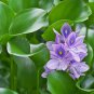 Bluebells Mixture Wood Hyacinth Mix Hyacinthoides Hispanica 100 PCS Seeds