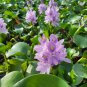Bluebells Mixture Wood Hyacinth Mix Hyacinthoides Hispanica 100 PCS Seeds