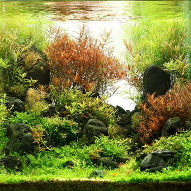 Aquarium Plant Aquarium Water Easy Growing Plant Grass 100 PCS Seeds