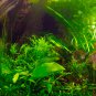 Aquarium Plant Aquarium Water Easy Growing Plant Grass 100 PCS Seeds