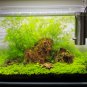 Aquarium Plant Aquarium Water Easy Growing Plant Grass 100 PCS Seeds