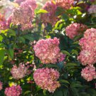 'Vanilla Strawberry' Hydrangea Flower 20 PCS Seeds 'Vanilla Strawberry' Hydrangea Flower 20 PCS Seeds