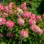 'Vanilla Strawberry' Hydrangea Flower 20 PCS Seeds