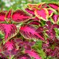 'SPOT WHITE' Coleus Fire Red with White Line Spots Leaves 100 PCS Seeds