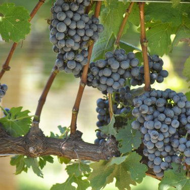 'Little Bee' Black Grape Fruit 100 PCS Seeds