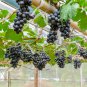'Little Bee' Black Grape Fruit 100 PCS Seeds