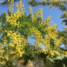ACACIA orbifolia - 5 Seeds ACACIA orbifolia - 5 Seeds