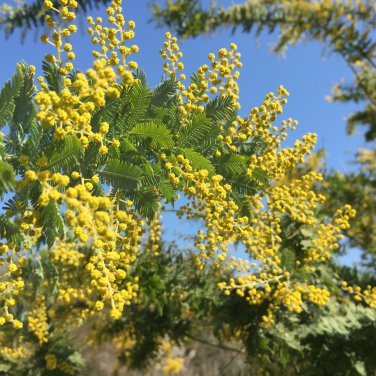 ACACIA orbifolia - 5 Seeds