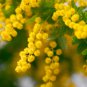 ACACIA orbifolia - 5 Seeds