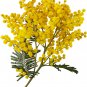 ACACIA orbifolia - 5 Seeds