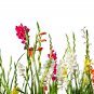 9 Colors Gladiolus - 20 Seeds