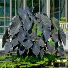 Alocasia Macrorrhiza Green Giant Taro Bonsai Dark Green Color 20 PCS Seeds Alocasia Macrorrhiza Green Giant Taro Bonsai Dark Green Color 20 PCS Seeds