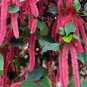 Acalypha Hispida Chenille Plants Bonsai Ornamental Flowers 100 Pcs Seeds