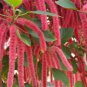Acalypha Hispida Chenille Plants Bonsai Ornamental Flowers 100 Pcs Seeds