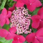Beautiful Hydrangea Flores Plant for Home Garden Have Various Color 20 PCS Seeds