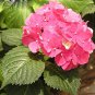 Beautiful Hydrangea Flores Plant for Home Garden Have Various Color 20 PCS Seeds
