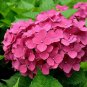 Beautiful Hydrangea Flores Plant for Home Garden Have Various Color 20 PCS Seeds