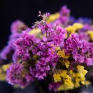 Beautiful Limonium Valentine flower 50 PCS Seeds