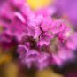 Beautiful Limonium Valentine flower 50 PCS Seeds