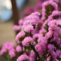 Beautiful Limonium Valentine flower 50 PCS Seeds