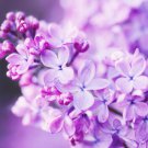 Beautiful Lilac Flower Clove Bonsai Lilac 200 PCS Seeds