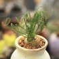 Albuca namaquensis Evergreen Spiral Grass 20 PCS Seeds