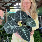 Alocasia Elephant Ear Taro 'Black Velvet' (Alocasia reginula) 20 PCS Seeds Alocasia Elephant Ear Taro 'Black Velvet' (Alocasia reginula) 20 PCS Seeds