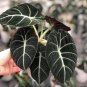 Alocasia Elephant Ear Taro 'Black Velvet' (Alocasia reginula) 20 PCS Seeds