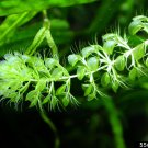 Aldrovanda Vesiculosa 100 PCS Seeds