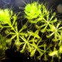 Aldrovanda Vesiculosa 100 PCS Seeds