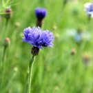ALL BLUE BACHELORS BUTTON CORNFLOWER 50 PCS Seeds