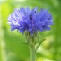 ALL BLUE BACHELORS BUTTON CORNFLOWER 50 PCS Seeds