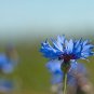 ALL BLUE BACHELORS BUTTON CORNFLOWER 50 PCS Seeds