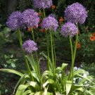 Allium giganteum Allium Flower Plants Beautiful Flower Plantas 100 PCS Seeds