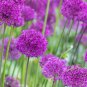 Allium giganteum Allium Flower Plants Beautiful Flower Plantas 100 PCS Seeds