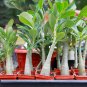 Adenium socotranum 1000 PCS Seeds