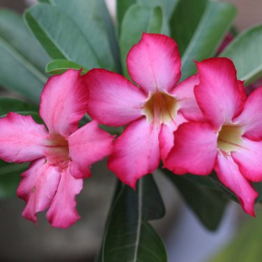 Adenium Light Pink & Rose Red Petals Flower 2 PCS Seeds