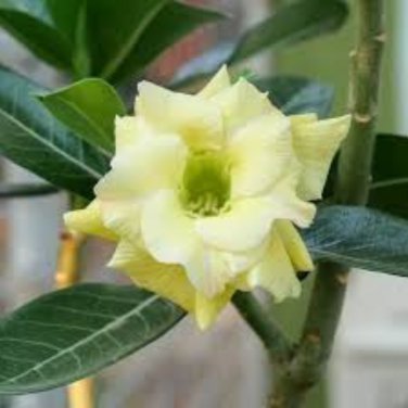 Adenium Green Beautiful Flower 2 PCS Seeds