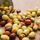 Ziziphus Jujube Chinese Date Hardy Plant 20 PCS Seeds Ziziphus Jujube Chinese Date Hardy Plant 20 PCS Seeds