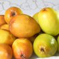 Ziziphus Jujube Chinese Date Hardy Plant 20 PCS Seeds