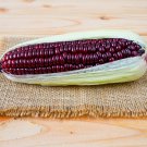 Red Glutinous Maize Heirloom NON gmo Tasty Corn 100 PCS Seeds Red Glutinous Maize Heirloom NON gmo Tasty Corn 100 PCS Seeds