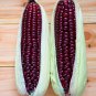 Red Glutinous Maize Heirloom NON gmo Tasty Corn 100 PCS Seeds