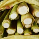 Zizania Latifolia Aquatic vegetables Planting Seasons 100 PCS Seeds