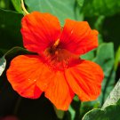 Red Garden Nasturtium Shamrock Plant Tropaeolum Majus 6 PCS Seeds