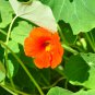 Red Garden Nasturtium Shamrock Plant Tropaeolum Majus 6 PCS Seeds