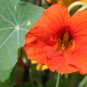 Red Garden Nasturtium Shamrock Plant Tropaeolum Majus 6 PCS Seeds