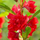 Red Garden Balsam Organic Female Flower 20 PCS Seeds