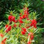 Red Garden Balsam Organic Female Flower 20 PCS Seeds